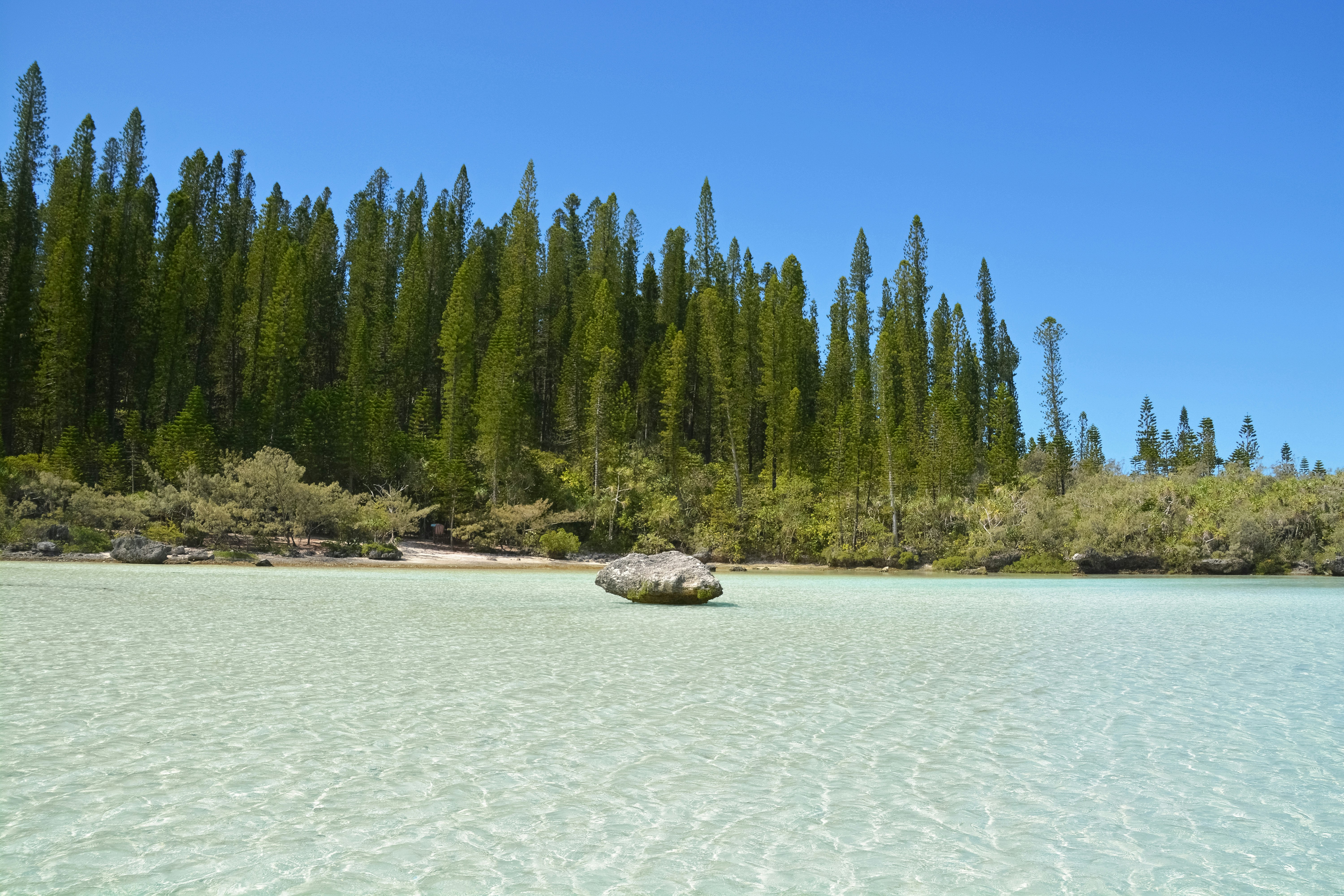 green pine trees on white sand near body of water during daytime